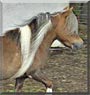Dude the Miniature Horse