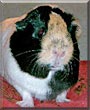 Lucy the Guinea Pig