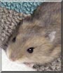 Tralaliszka the Dwarf Hamster