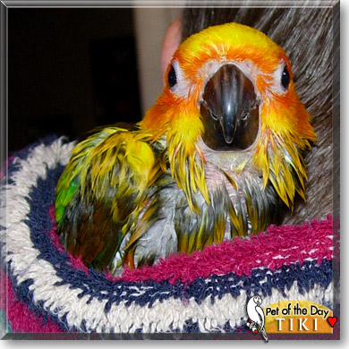 Tiki, the Pet of the Day