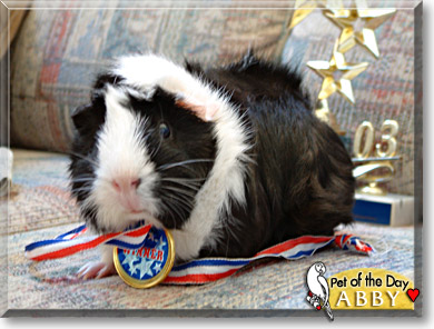 Abby, the Pet of the Day
