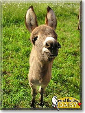Daisy, the Pet of the Day