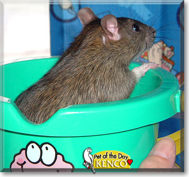 Kenco, the Pet of the Day