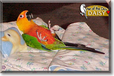 Daisy, the Pet of the Day