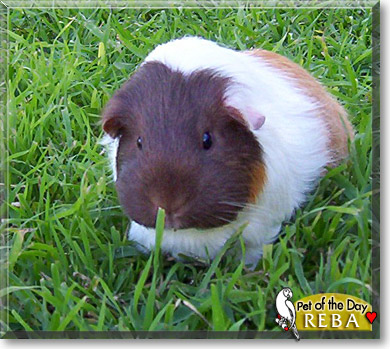 Reba, the Pet of the Day