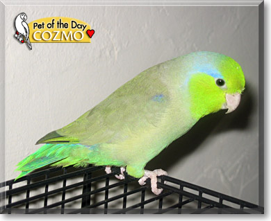 Cozmo, the Pet of the Day