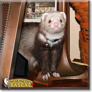 Rascal, the Pet of the Day