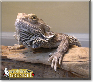 Grendel, the Pet of the Day