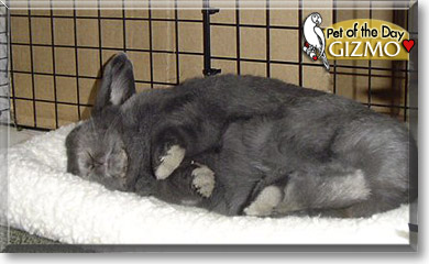 Gizmo, the Pet of the Day