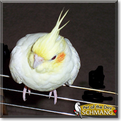 Schmang, the Pet of the Day