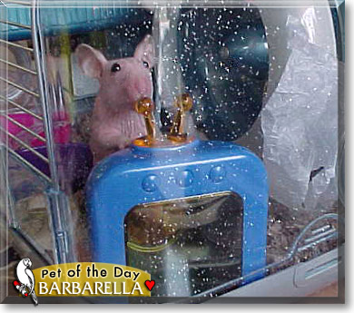 Barbarella, the Pet of the Day