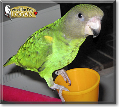 Logan, the Pet of the Day