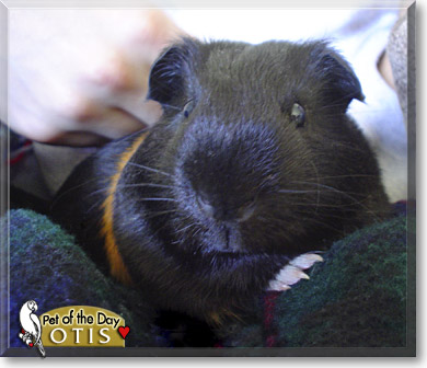 Otis, the Pet of the Day