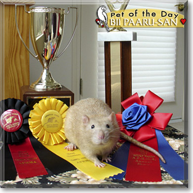 Bii Paaru-san, the Pet of the Day