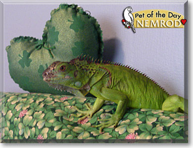 Nemrod, the Pet of the Day