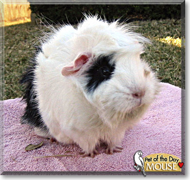 Mouse, the Pet of the Day