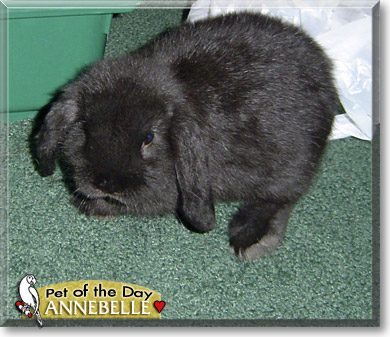 Annebelle, the Pet of the Day