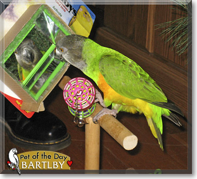 Bartlby, the Pet of the Day