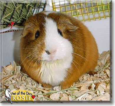 Rosie, the Pet of the Day