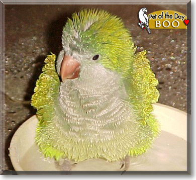 Boo, the Pet of the Day