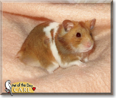 Carl, the Pet of the Day