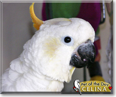Celina, the Pet of the Day