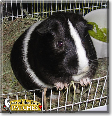 Patches, the Pet of the Day