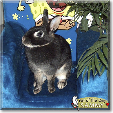Sammy, the Pet of the Day