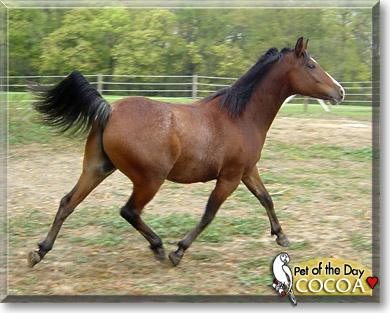 Cocoa, the Pet of the Day