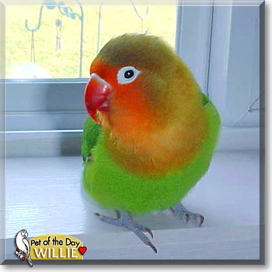 Willie, the Pet of the Day