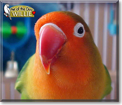 Willie, the Pet of the Day
