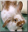 Lop the lionhead rabbit