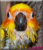 Tiki the Sun Conure