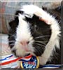 Abby the Guinea Pig