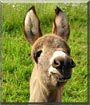 Daisy the Donkey