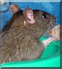 Kenco the Agouti rat