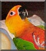 Daisy the Jenday Conure