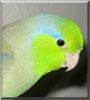 Cozmo the Parrotlet