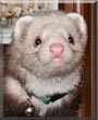 Rascal the Ferret