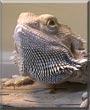 Grendel the Bearded Dragon