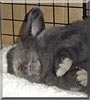 Gizmo the Holland Lop Rabbit