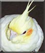 Schmang the Cockatiel