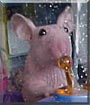 Barbarella the Hairless Hamster