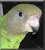 Logan the Brown Headed Parrot