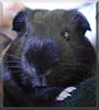 Otis the Guinea Pig