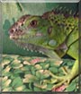 Nemrod the Green iguana