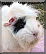 Mouse the Abyssinian Guinea Pig
