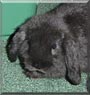 Annebelle the Mini Lop rabbit