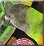 Bartlby the Senegal Parrot