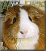 Rosie the Shorthaired Guinea Pig